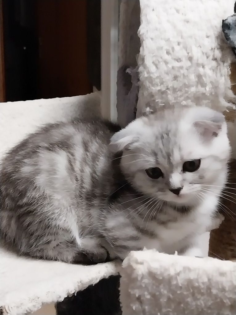 Gatinho Scottish Fold