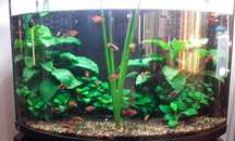 Aquário panorâmico RENA 70 cm aprox 90L +  móvel.