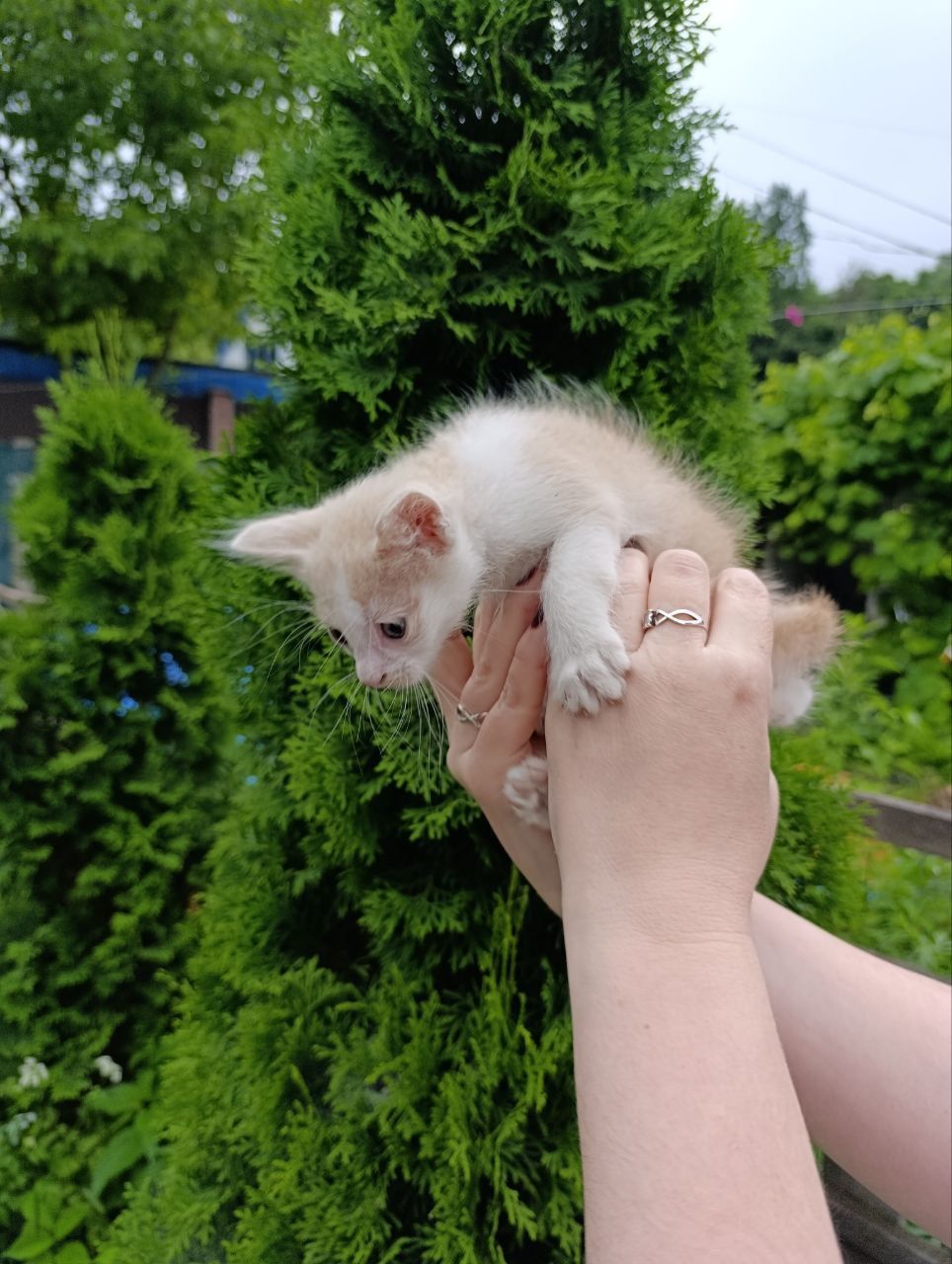 Красивый хлопчик 3міс  шукає родину