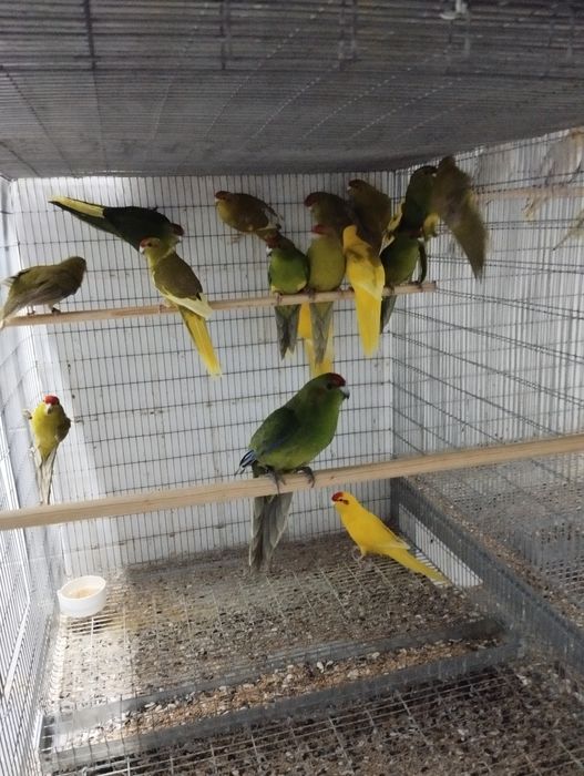 Kakarikis machos e fêmeas