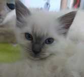 Ragdoll - dziewczynka Blue Point z domowej hodowli