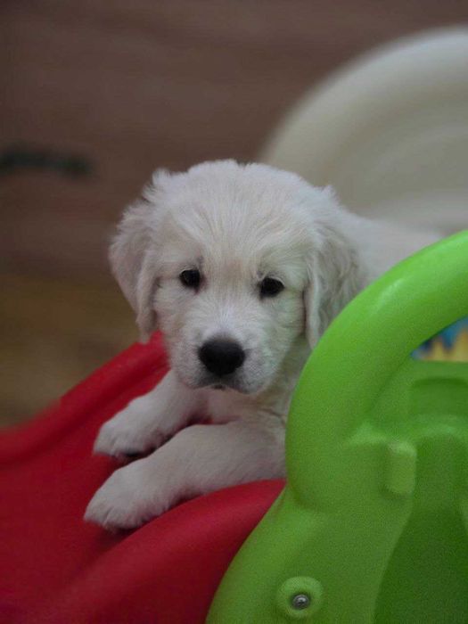 Найкращі цуценята золотистого ретривера