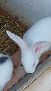 Vendo coelhos com 3 e 8  meses
