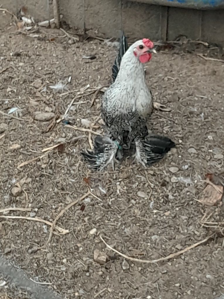 Garnizo muito bonito