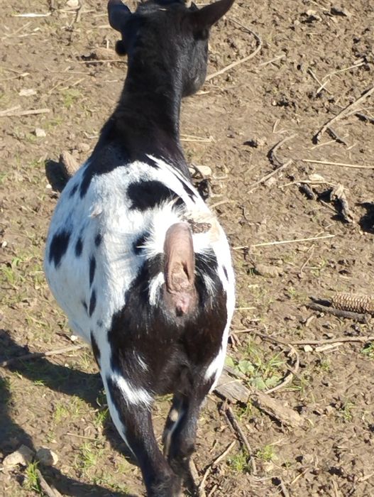 Vendo cabra anã adulta