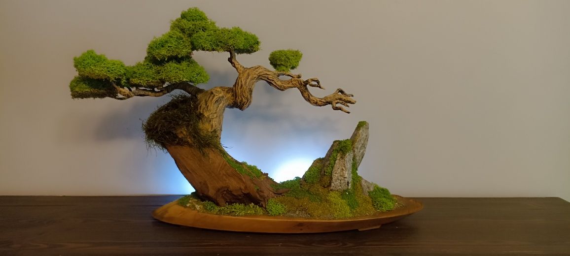 Drzewko BONSAI duże mech chrobotek