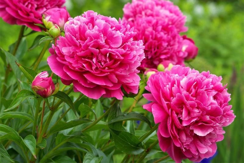 Rizomas/Bolbos de Peonias