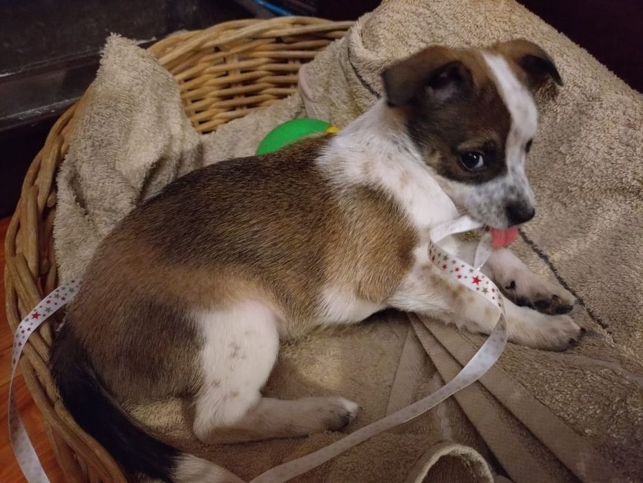 Pieski szukają domków, małe szczeniaczki