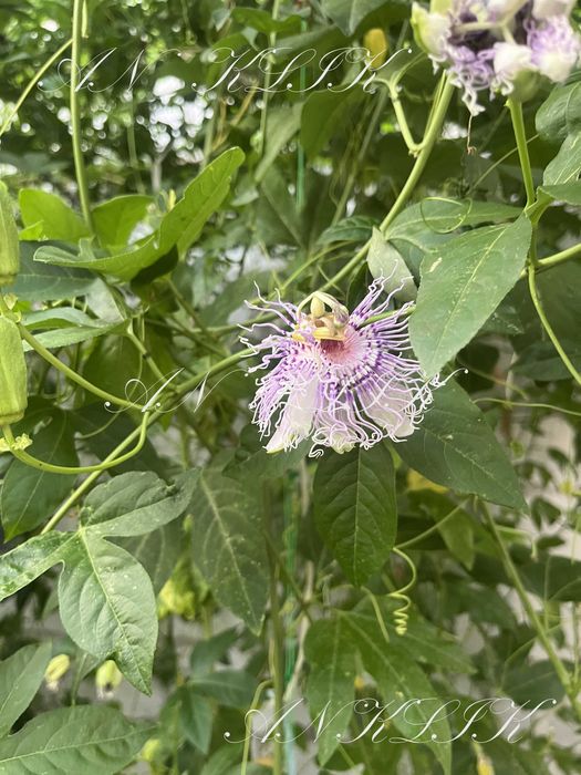 Здам будинок з гаражем  с.Ревне Біля Гора Гнідин Щасливе Вишеньки