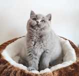 Gatinho british shorthair