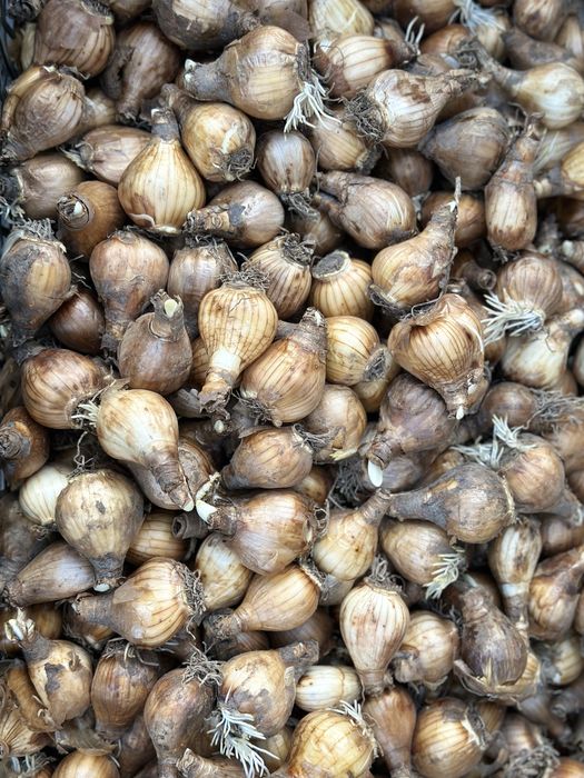 Продам  луковицю нарцисса