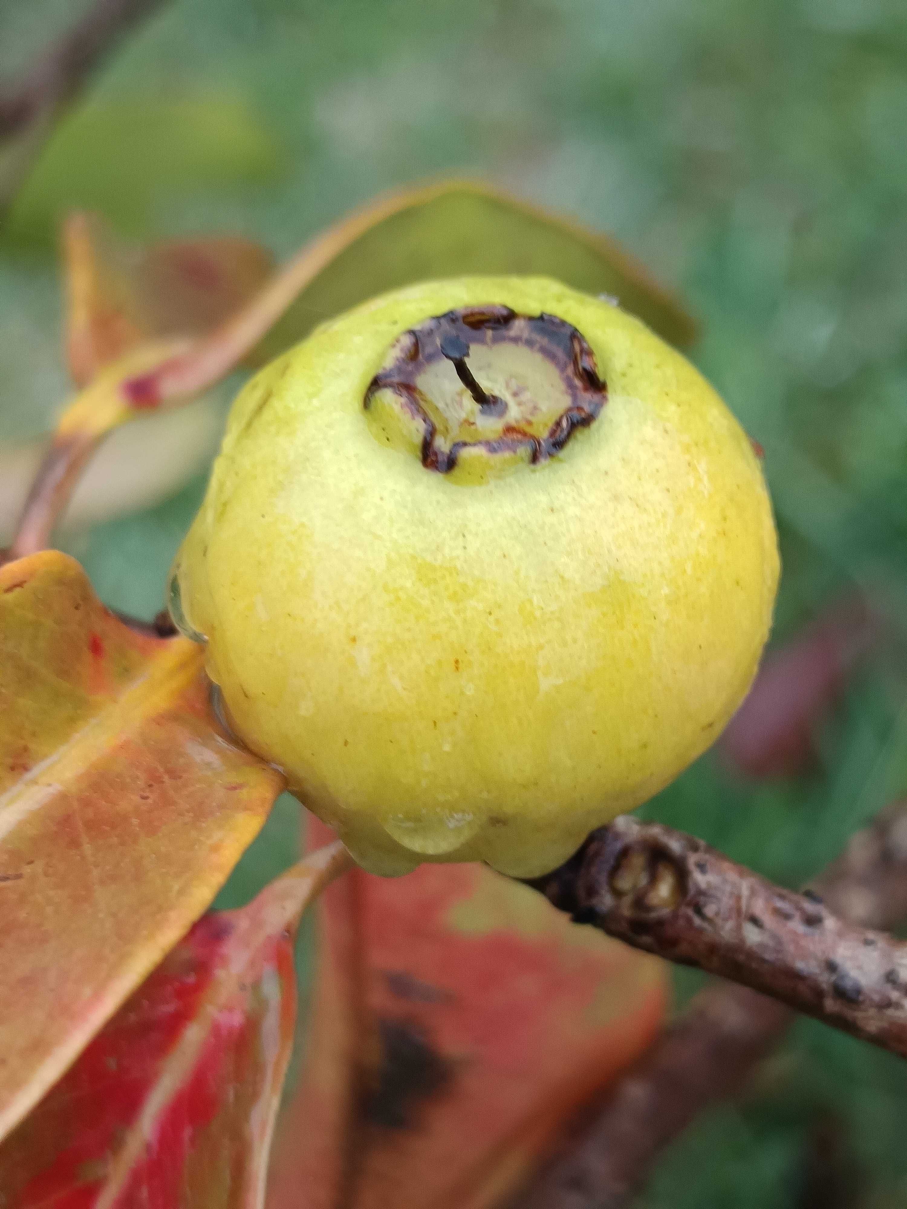 Araça da Restinga – Psidium Nutans