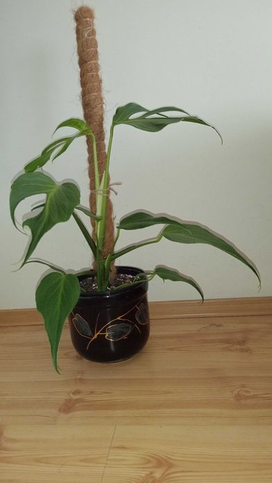 Monstera Burle Marx kolekcjonerska duża palik 80 cm