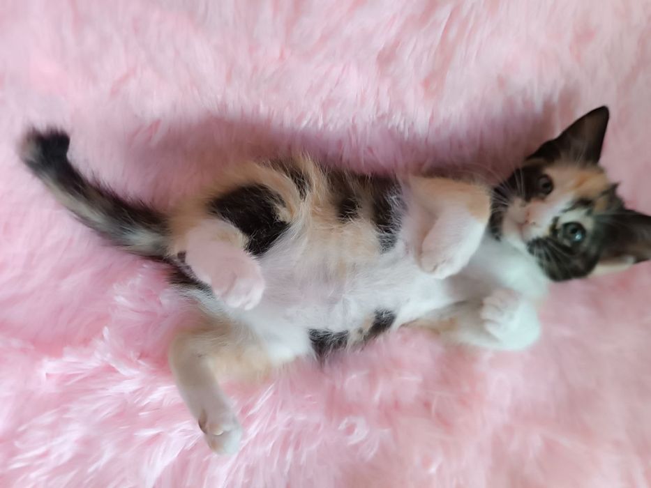 Котодівчинка чекає на найкращу родину