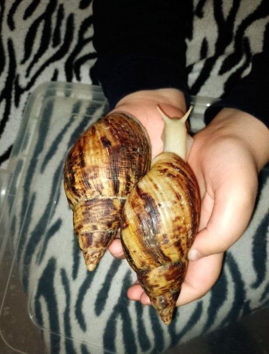 Равлики Ахатина Ретикулята Альбина великий