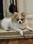 Przepiękna sunia MINI prawdziwy Pomeranian