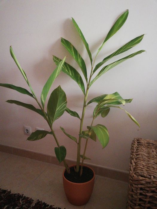 Planta "Gengibre Concha"