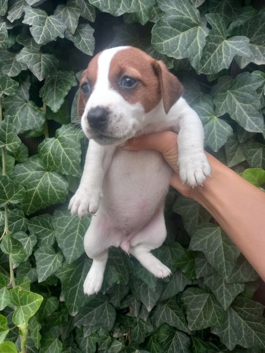 Девчушка Джек Рассел Терьер