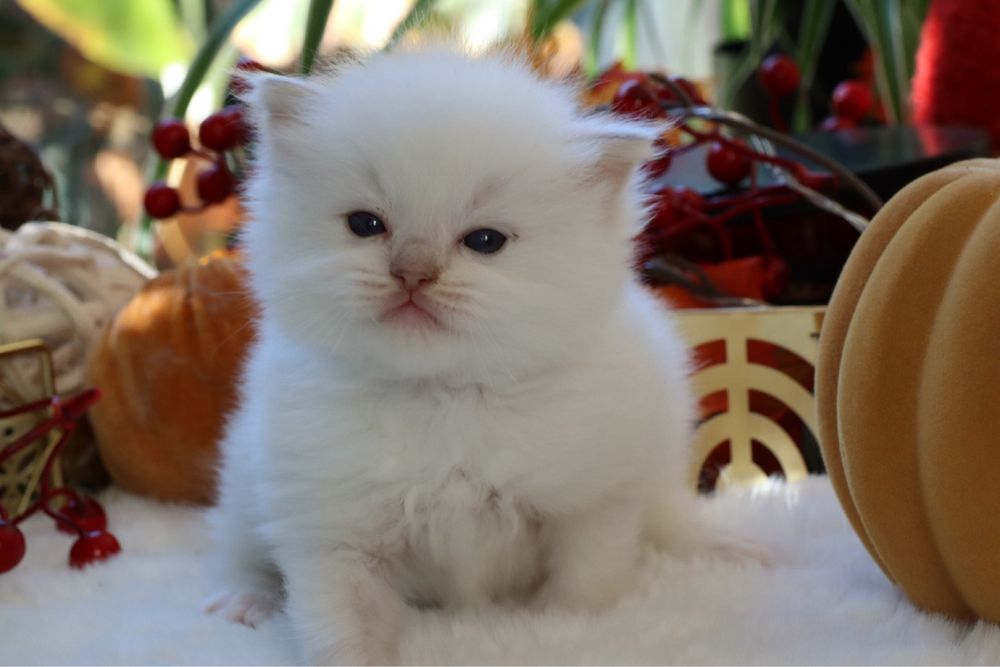 Dolla kotka Ragdoll rodowód Fpl. Idealny do felinoterapi.