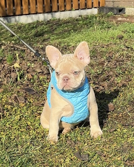 Красотка изабелла мерле