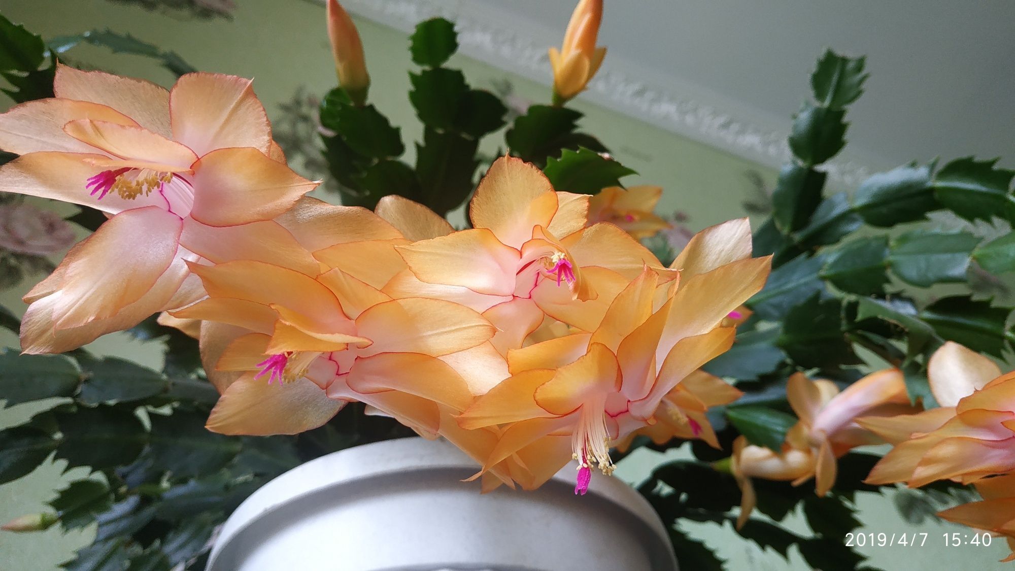 Сортовой Декабрист.Шлюмбергер(Голден Февер),комнатные цветы.