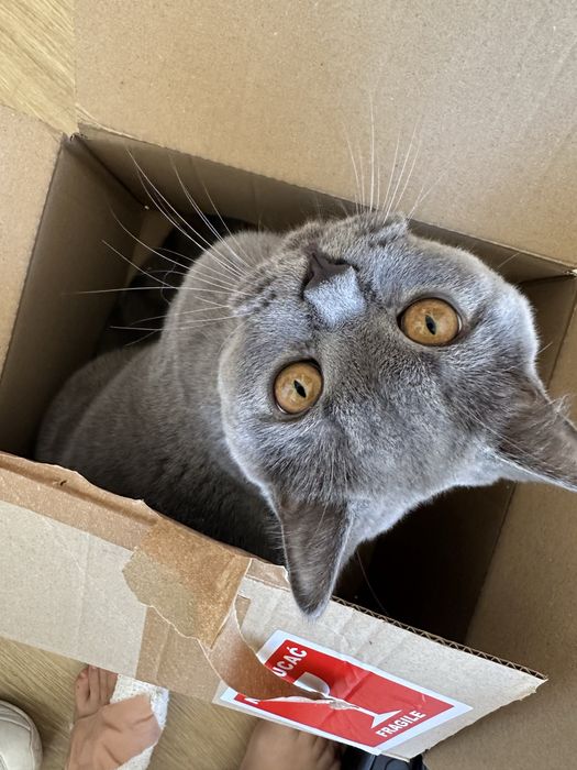 Passeios, cuidados e companhia para o seu patudo – Barreiro