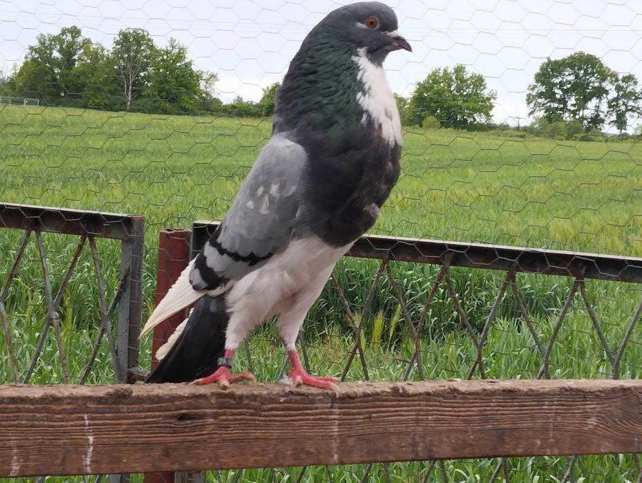 GARŁACZ norwich samiec