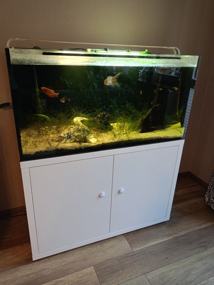 Zestaw 200l z rybkami
