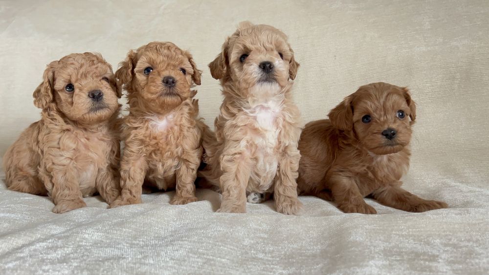 Міні Цуценята Мальтипу