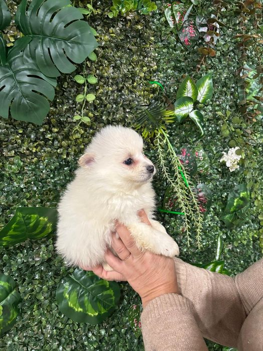 Spitz macho branquinho