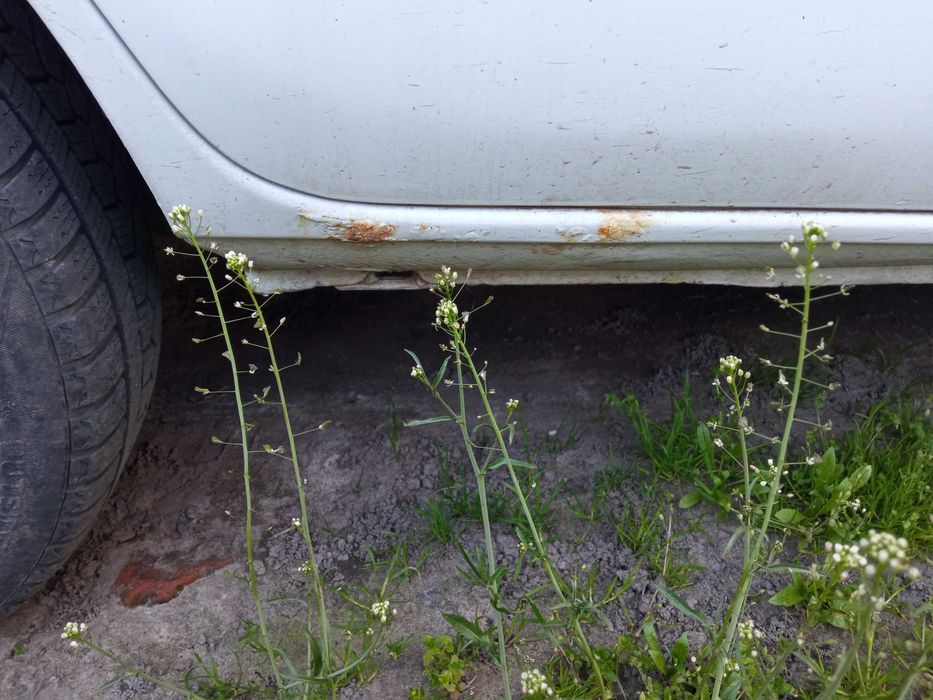 Рено кенго 2000р