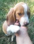 Szczenię Beagle bicolor z rodowodem