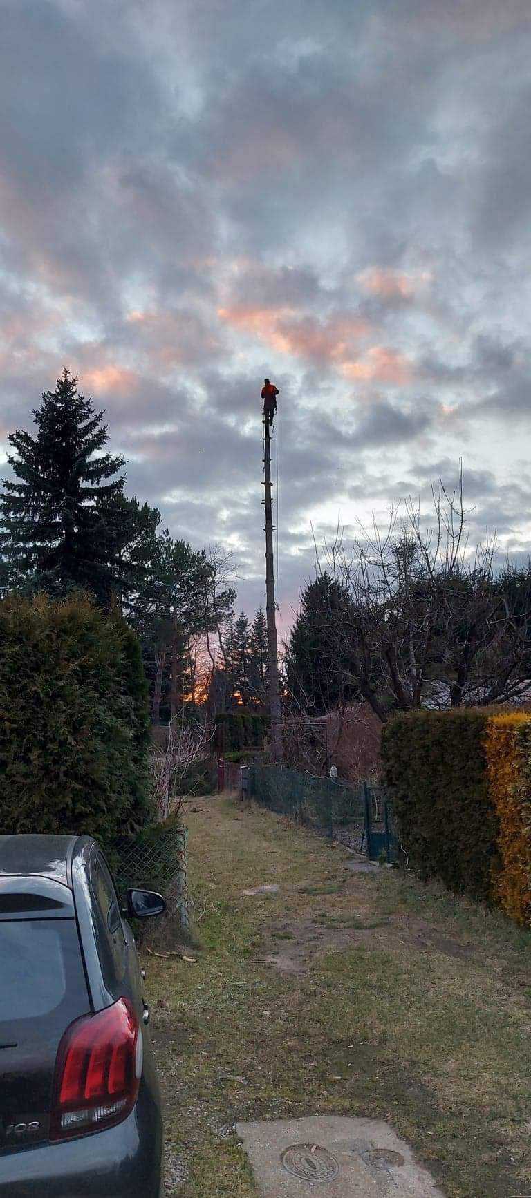 Wycinka drzew krzewów rębak wynajem mielenie gałęzi