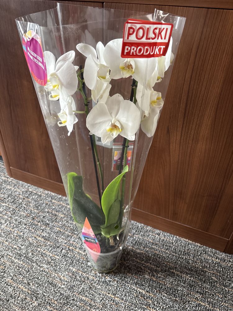 Storczyk kwiat doniczkowy orchidea