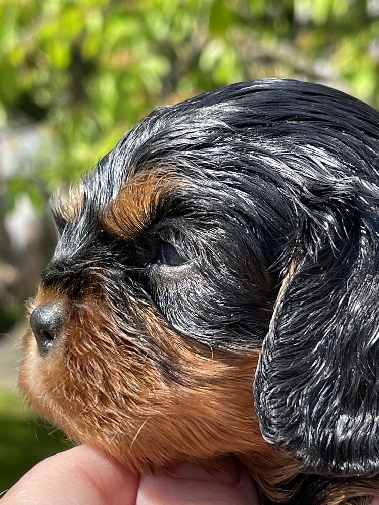 Cavalier King Charles Spaniel