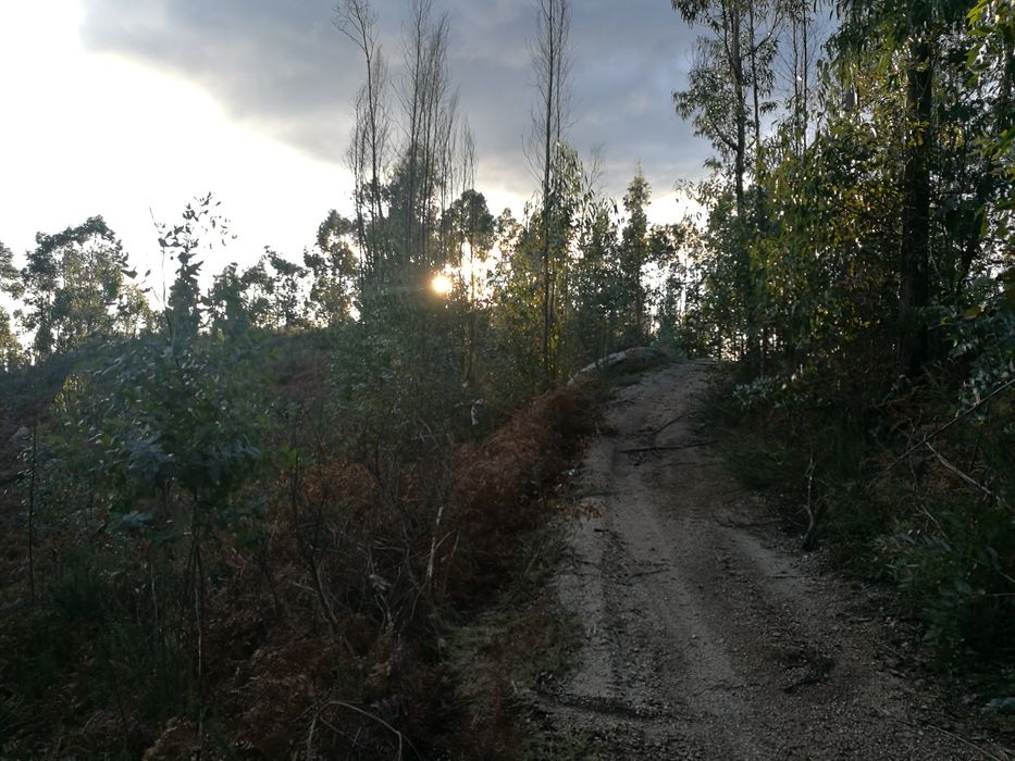 Terreno florestal