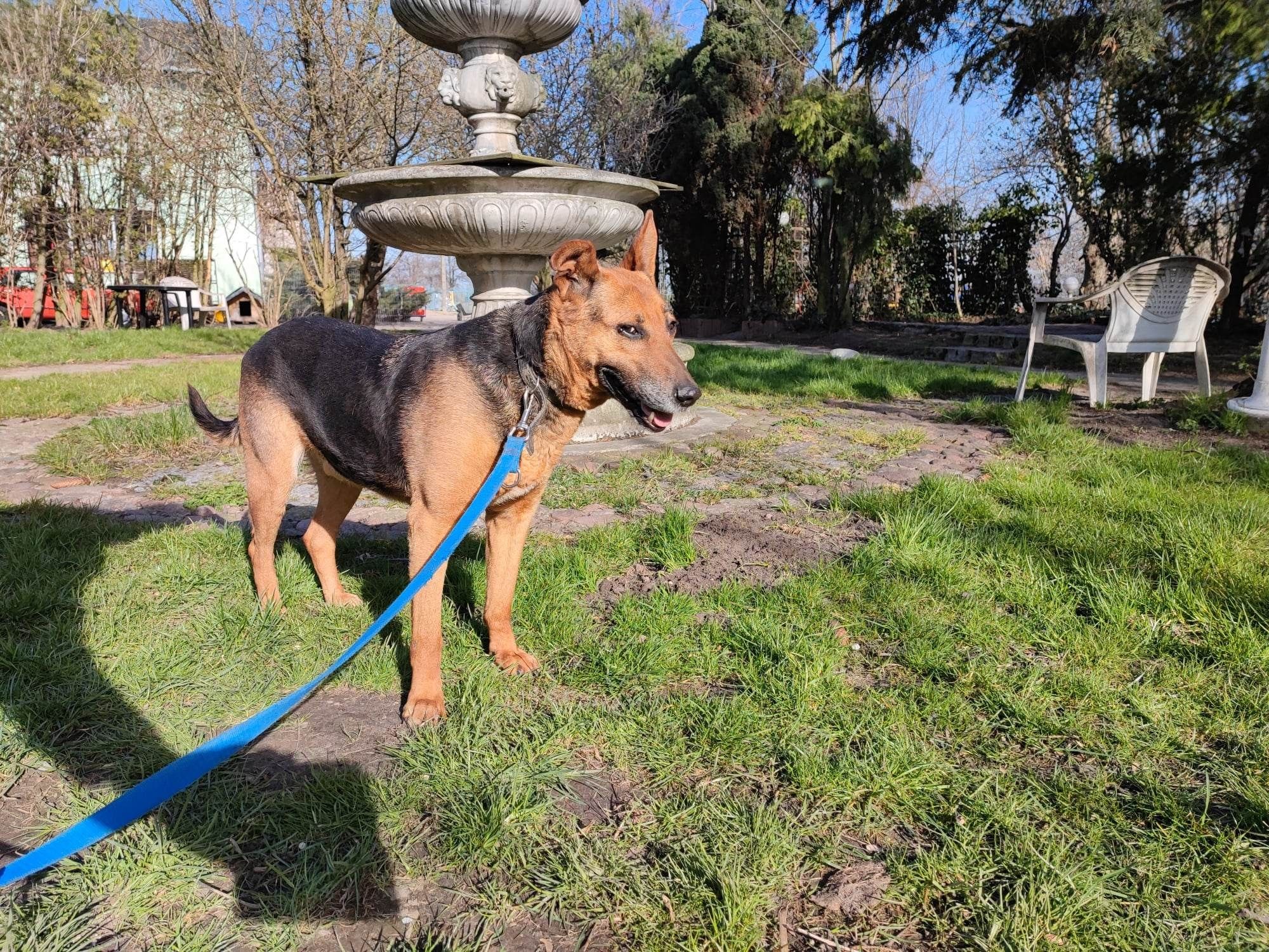 Spokojny Kojak do adopcji!!! Pieski dowozimy!!!