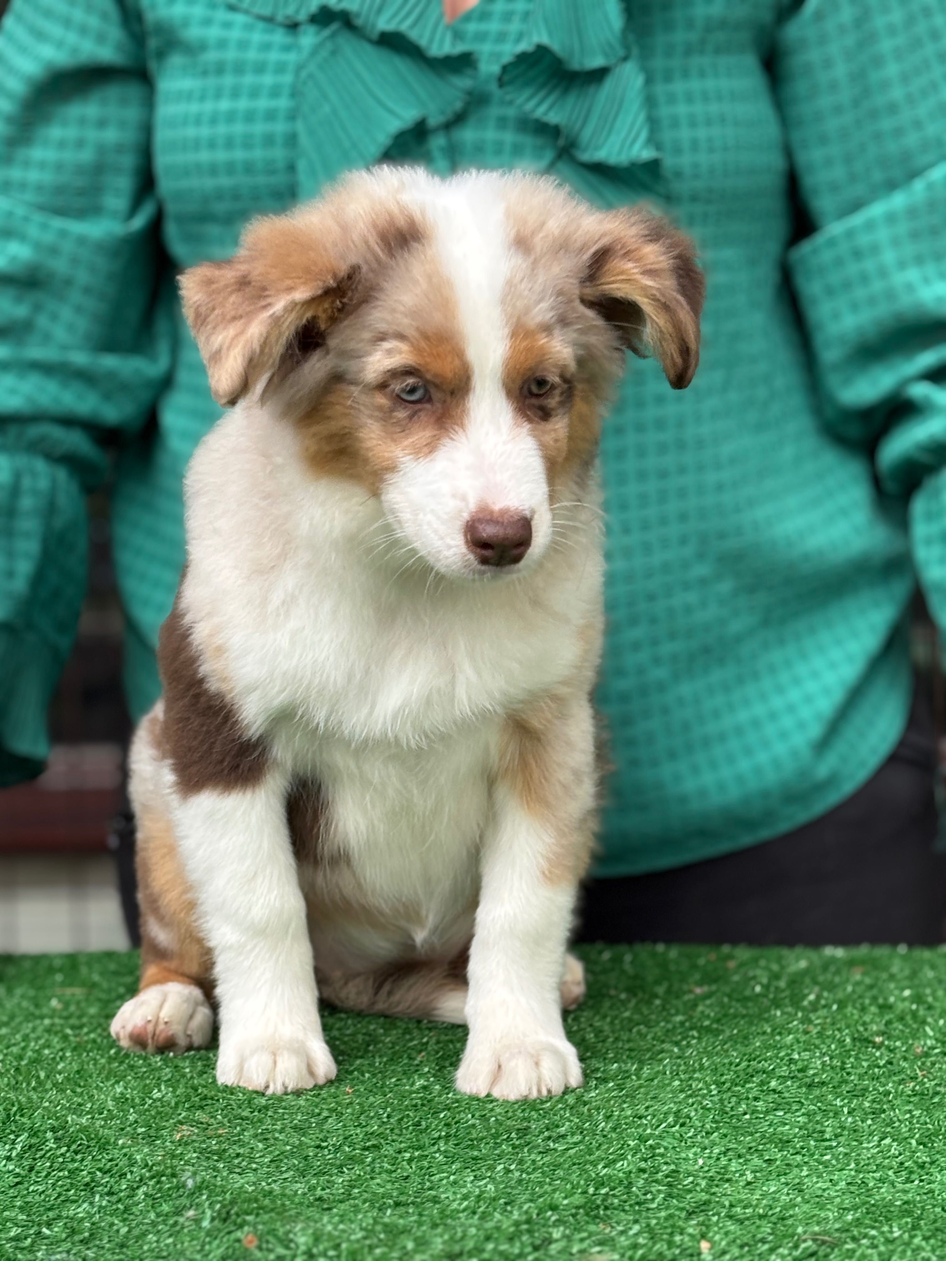 Miniaturowy owczarek amerykański mini Aussie FCI