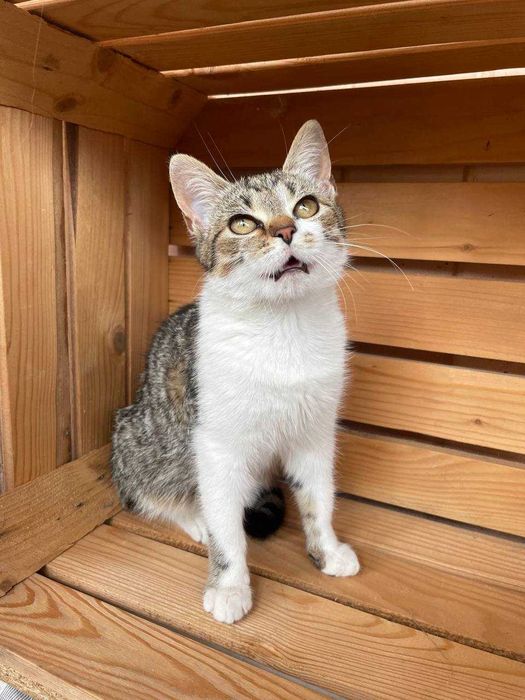 Молоденька кішка (підліток) шукає дім та люблячих батьків