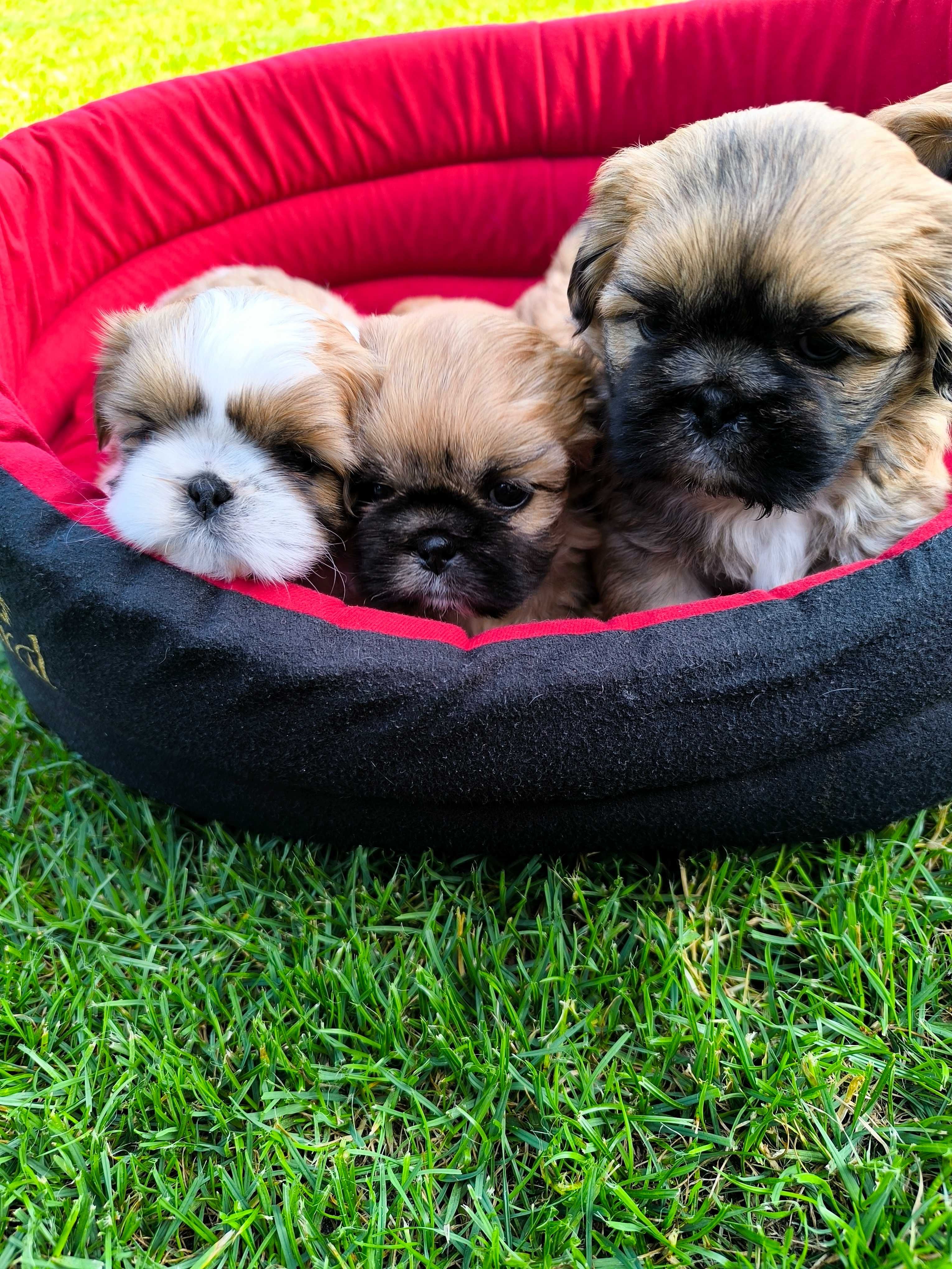 Shih-Tzu (Piesek)