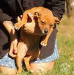 APBT piękna suczka Staffik , Pit Bull