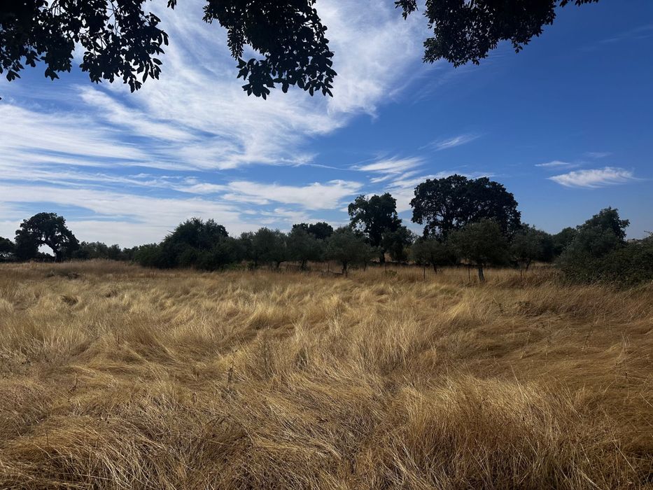 Terreno Rústico 2.132ha Zebreira para Agricultura e Criação de Gado
