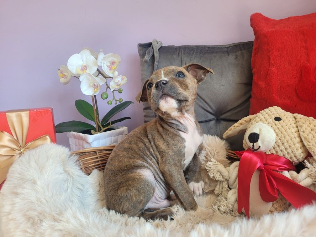 Kochany piesek Amstaff!