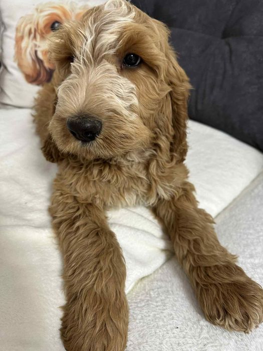 Cockapoo Gotowe do odbioru