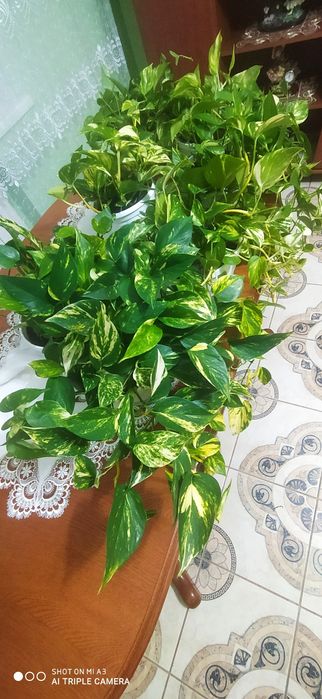 Живці сциндапсуса  золотистого .