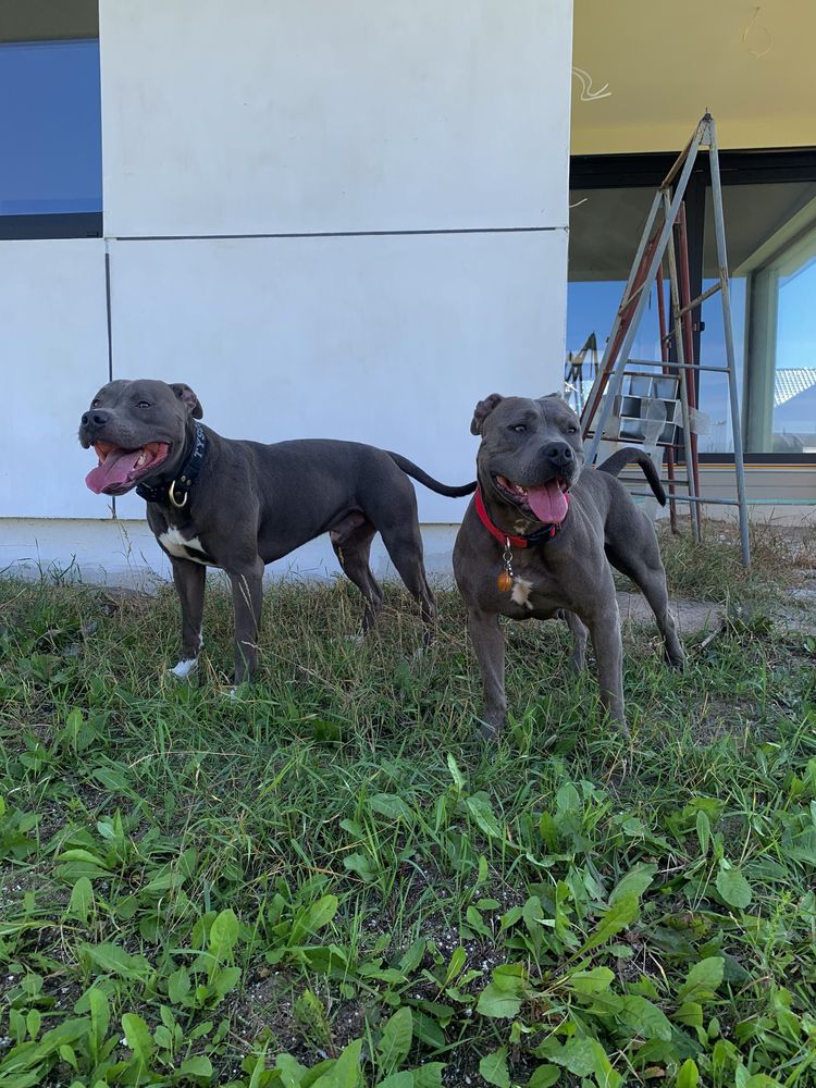 Champion-Line zapowiedz ! American Staffordshire Terrier!