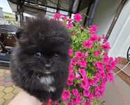 Piesek Szpic miniaturowy pomeranian
