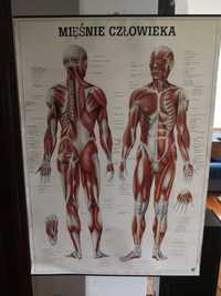 Tablica anatomiczna plansza mięśnie człowieka