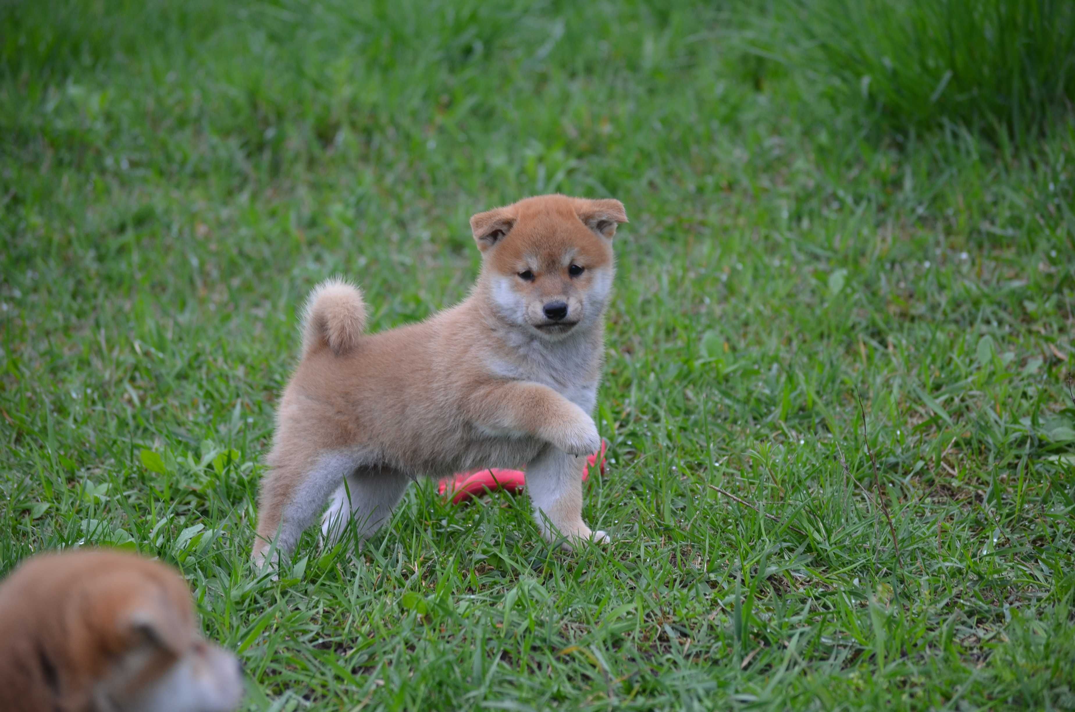 Шиба/Сіба іну/Shiba, КСУ-FCI! Київ, відправлю в інше місто чи країну