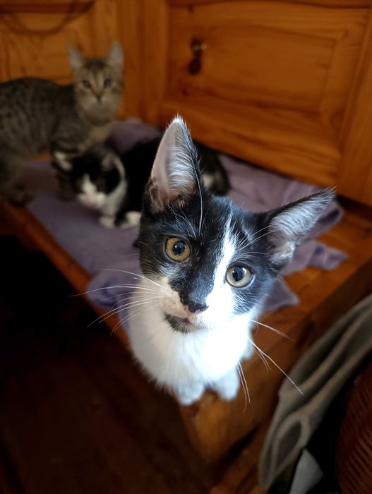 Trzy kotki do adopcji